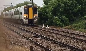 Two Swans Delay Train by 30 Minutes, Are Master Trolls