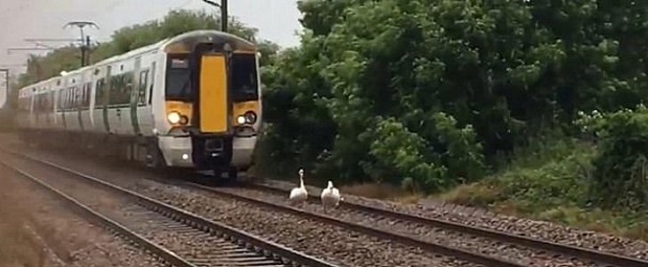 Adult swans and chicks hold up train by refusing to get off the tracks