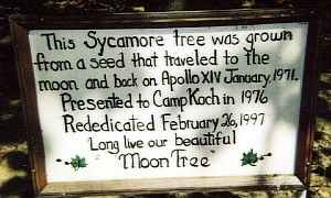 UK Launches Hunt for 15 Trees Grown From Seeds That Went to the Moon