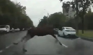 Unexpected - Frightened Moose Runs Across Russian Road