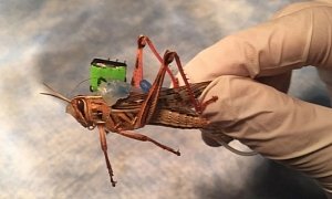 US Navy Invests $750,000 In Developing Cyborg Locusts To Sniff Bombs
