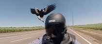 Vicious Magpies Attack Harley Davidson Rider in Australia