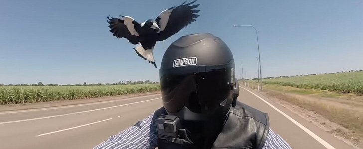 Biker gets swooped by 2 vicious magpies during joyride in Australia