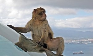 Volkswagen Accused of Rigging Experiment on Monkeys Prior to Dieselgate