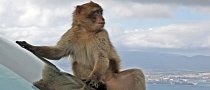Volkswagen Accused of Rigging Experiment on Monkeys Prior to Dieselgate