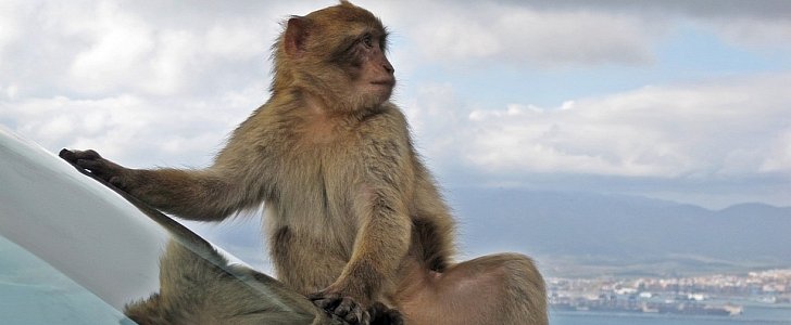 VW commissioned an experiment on macaque monkeys