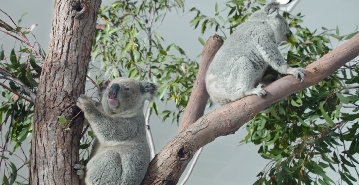 Volkswagen Offering Cheap Cars Until Koalas Mate in Australia