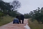 Volkswagen Polo Gets Trashed by an Elephant in South Africa
