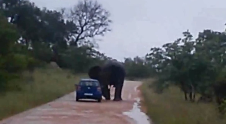 Polo crashed by a elephant