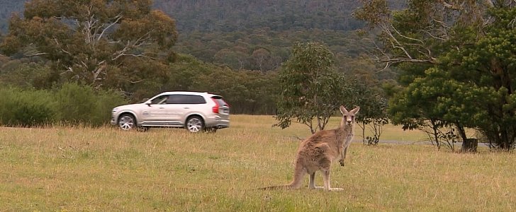 Volvo Developing Kangaroo Detection Technology in Australia