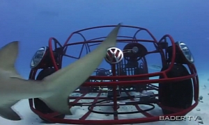 VW Beetle Interacts With Sharks