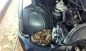 Waiter, There’s a Boa Snake in My MINI