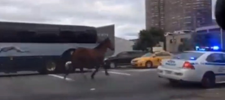 Runaway Steed Named Bernie Being Chased by Two Police Cars