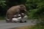Watch an Elephant Going on Rampage Due to Mating Season