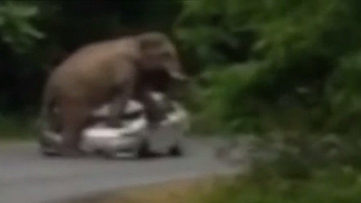 Elephant Going on Rampage Due to Mating Season