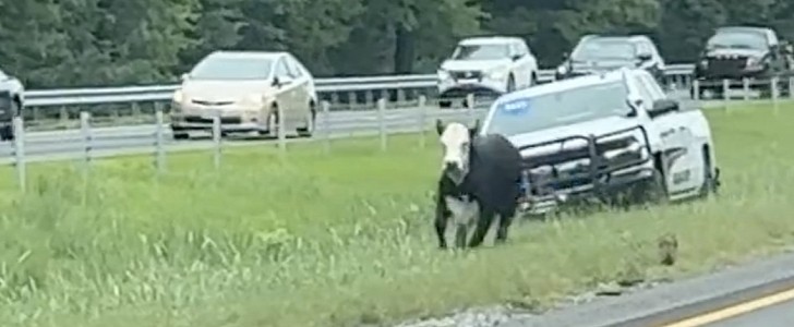 The cow was spotted trying to ran away from the police