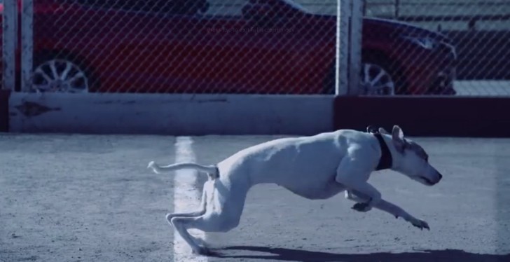 Mazda3 races a dog