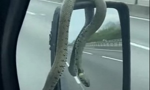 What Nightmares Are Made Of: Snake Clings to Van's Mirror While Driving on the Highway