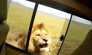 What Not to Do on Safari: Pat a Lion Through the Open Window of Your Car