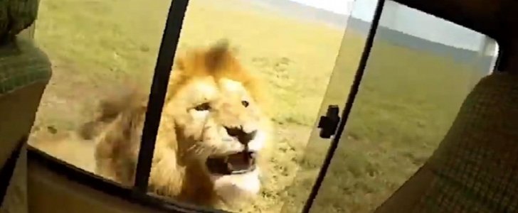 Tourist risks death to pat a lion through the open window of a Jeep