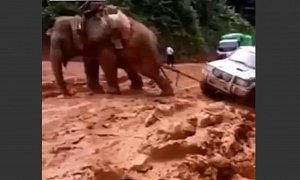 Where SUVs Fail, Pachyderms Come to Rescue Them from the Mud <span>· Video</span>