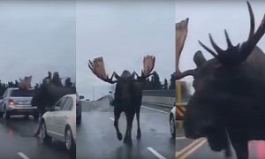 Who Let the Moose Out? Giant Deer Stops Traffic on a Highway Just 'Cause It Can