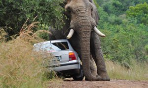 Why a Sedan Is a Bad Safari Car