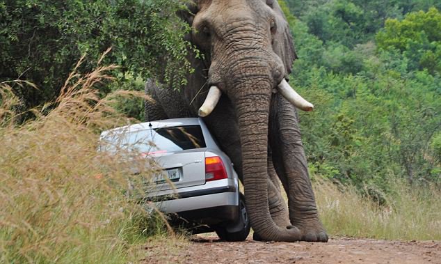 car safari gone wrong