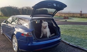 Why Your Dog Would Appreciate You Switching to an EV