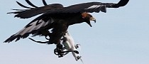 Wildlife Fears Terminator Skynet Scenario: Birds Attack Drones on Regular Basis