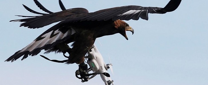Eagle Attacks Drone Mid-Flight