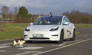 Will a Tesla Model 3 Kill a Real Cat, or Will Its Auto Emergency Braking System Prevail?