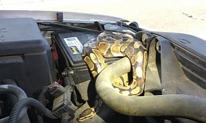 Wisconsin Woman Complains of Car Trouble, Finds Large Python Under Hood