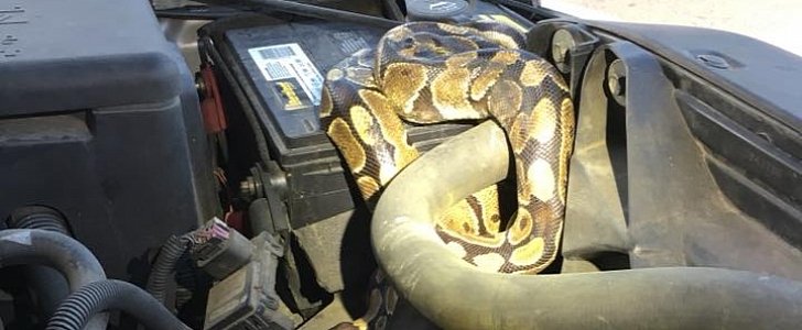 Large python coils itself around SUV engine, forces driver to pull over