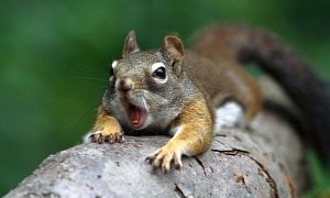 Woman Forced Off Plane After Bringing Squirrel as Her Emotional Support Animal