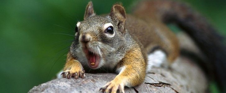 A woman tried to pass a squirrel for an emotional support animal on a flight from Orlando to Cleveland 