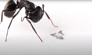 World’s Smallest Flying Structure Ever Needs No Engines, Gives Nature a Run for Its Money