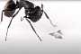 World’s Smallest Flying Structure Ever Needs No Engines, Gives Nature a Run for Its Money