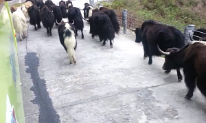 Yaks Have Zen Attitude to Getting off the Tibetan Road