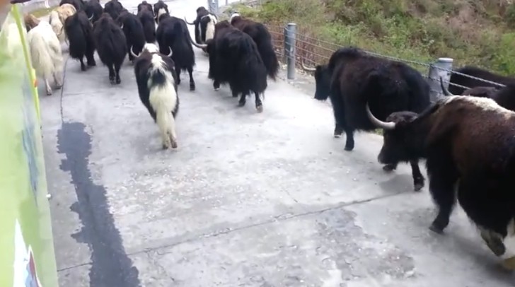 Yaks cause traffic jam in tibet