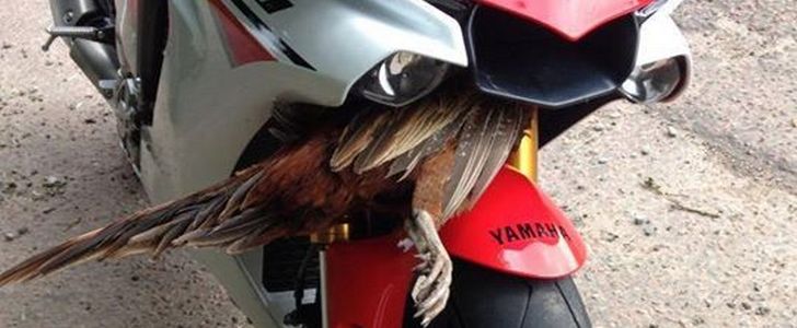 2015 Yamaha YZF-R1 vs pheasant