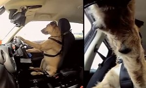 Yes! This Dog Is Actually Driving a Car