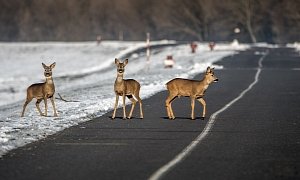You Can Eat Roadkill, But Should You?