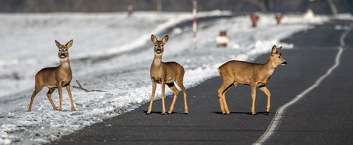 Accidents may result in roadkill and eating roadkill is a possibility if you're not squeamish