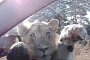 Young Lion Finds Car Quite Tasty, Can’t Stop Pawing it on Safari