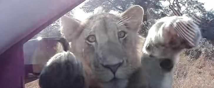 Young lion "interacts" with car on South Africa safari