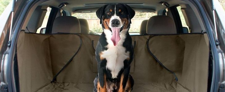 Dogs jumping repeatedly from an SUV's trunk may be at higher health risks because of its height